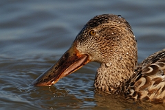 David Plant Photography - Wildlife Photography - Shoveler - L
